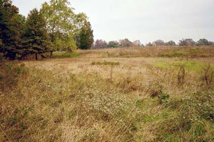 C17grasses